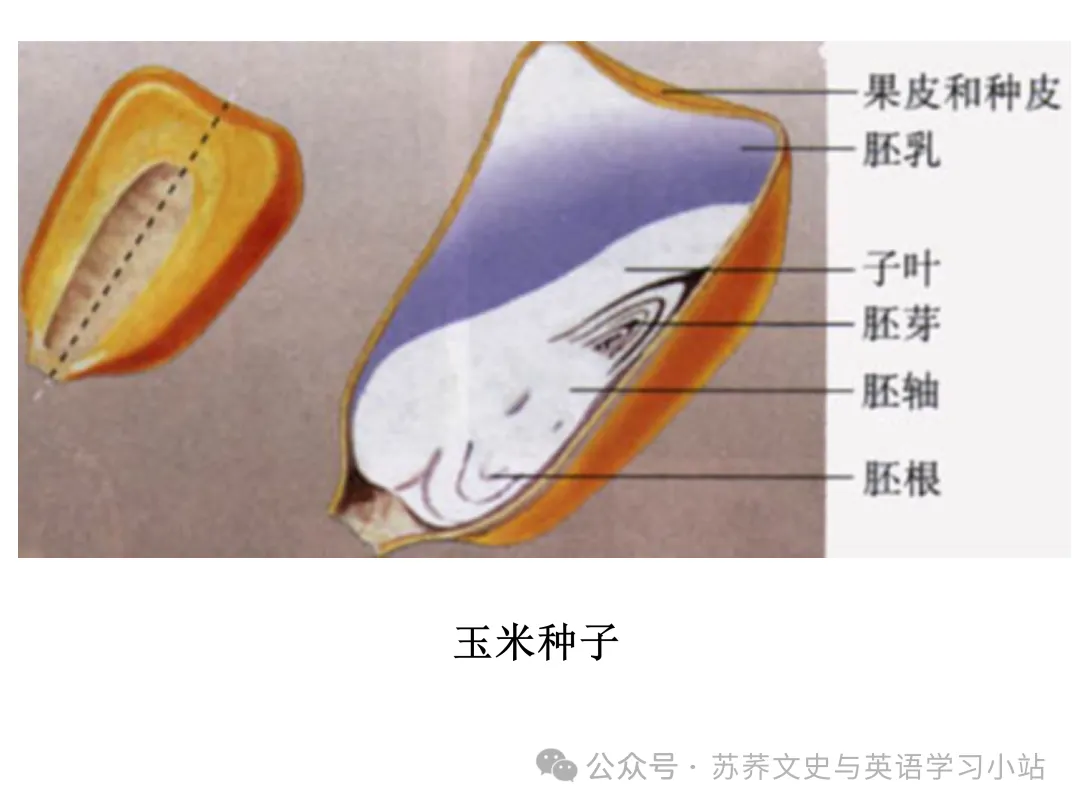 初中中考用生物学插图(摘自百度)-第23张图片-四季读书网