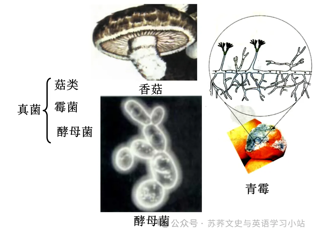 初中中考用生物学插图(摘自百度)-第25张图片-四季读书网