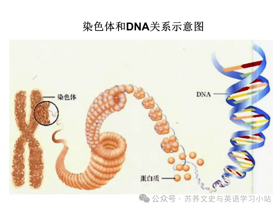 初中中考用生物学插图(摘自百度)-第26张图片-四季读书网