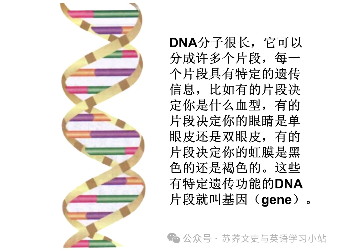 初中中考用生物学插图(摘自百度)-第27张图片-四季读书网