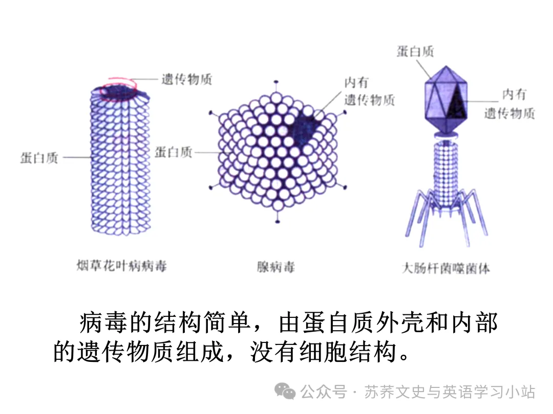初中中考用生物学插图(摘自百度)-第28张图片-四季读书网