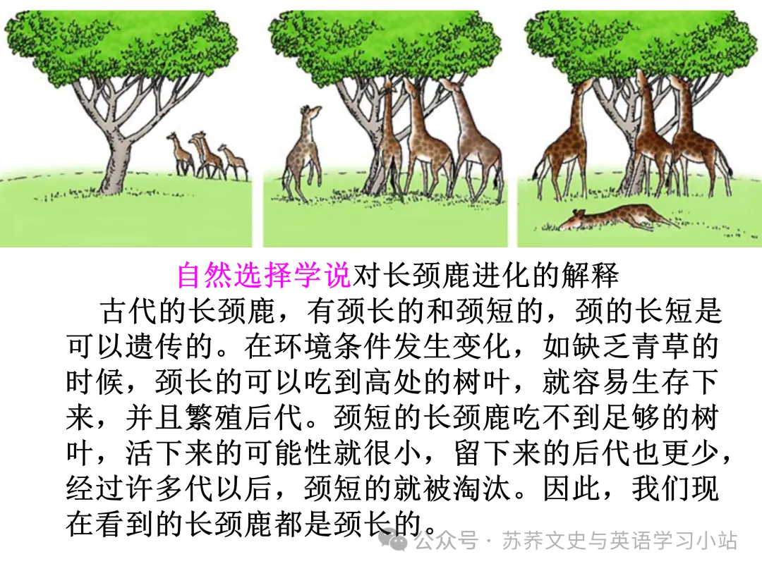 初中中考用生物学插图(摘自百度)-第30张图片-四季读书网