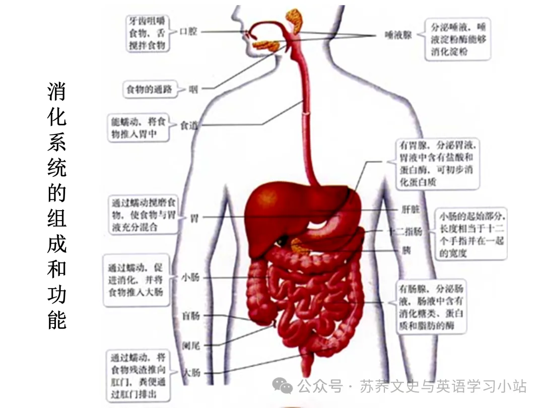 初中中考用生物学插图(摘自百度)-第31张图片-四季读书网