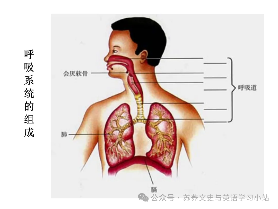 初中中考用生物学插图(摘自百度)-第32张图片-四季读书网