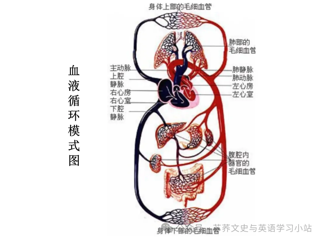 初中中考用生物学插图(摘自百度)-第33张图片-四季读书网