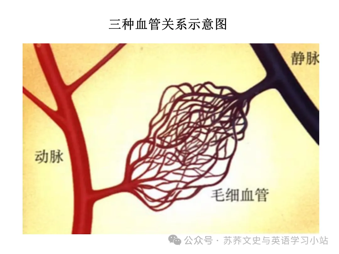 初中中考用生物学插图(摘自百度)-第36张图片-四季读书网