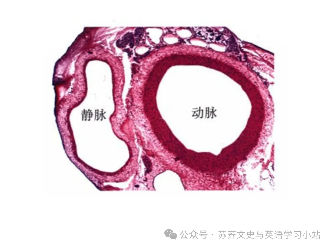 初中中考用生物学插图(摘自百度)-第37张图片-四季读书网