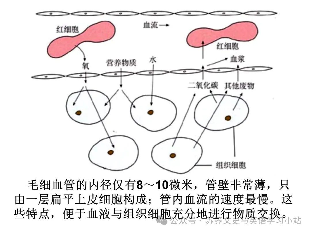 初中中考用生物学插图(摘自百度)-第38张图片-四季读书网