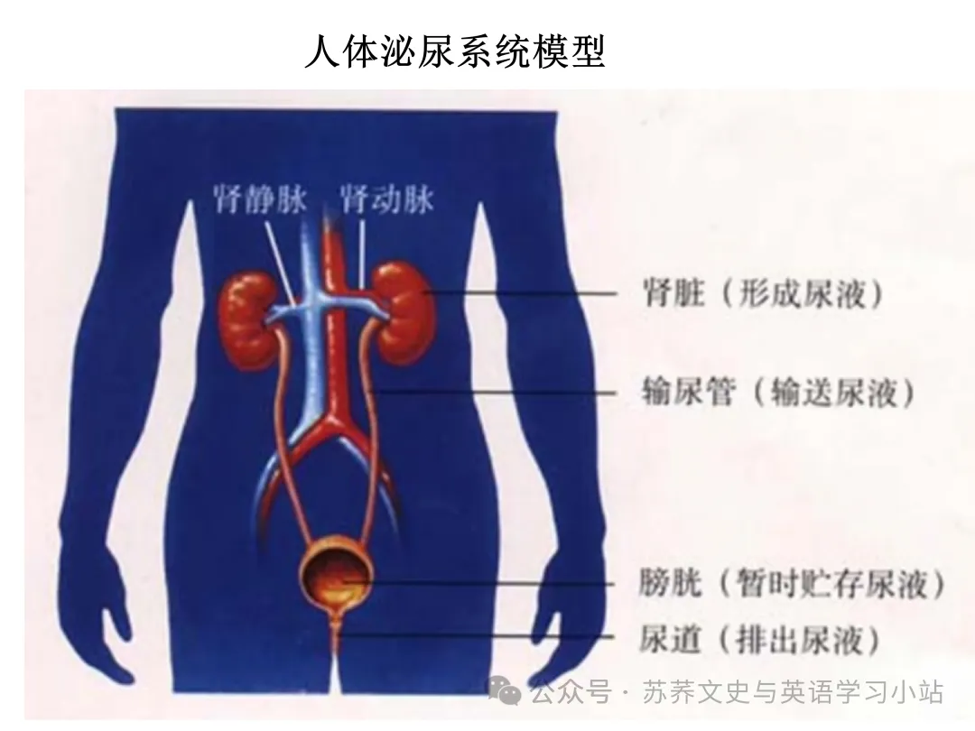 初中中考用生物学插图(摘自百度)-第39张图片-四季读书网