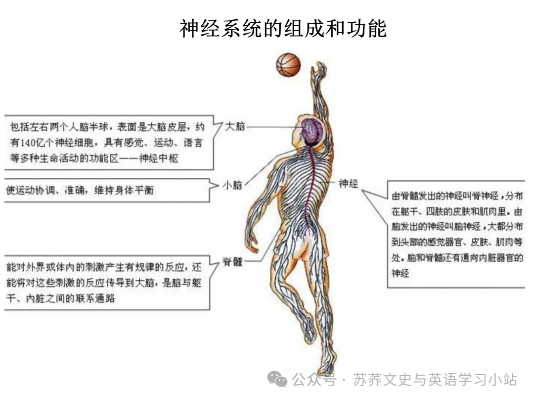 初中中考用生物学插图(摘自百度)-第40张图片-四季读书网