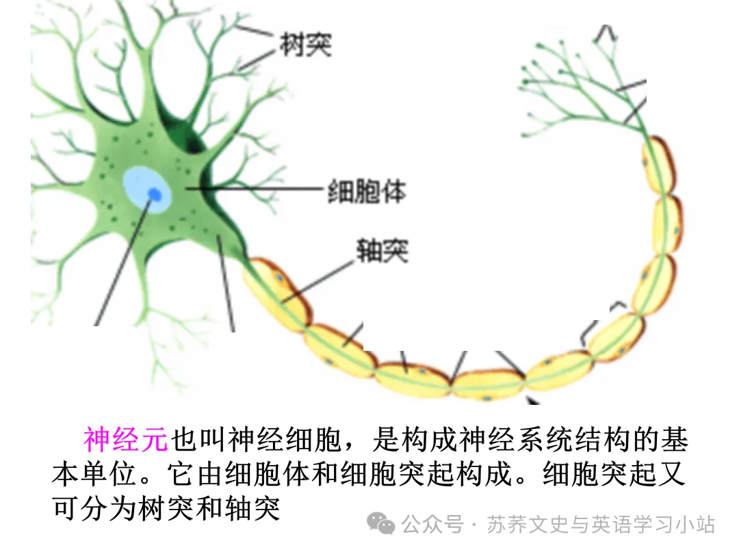 初中中考用生物学插图(摘自百度)-第41张图片-四季读书网