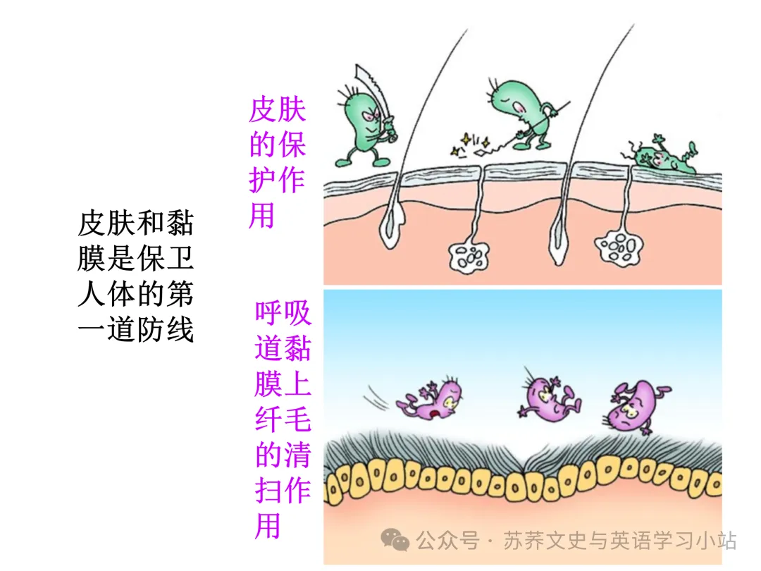 初中中考用生物学插图(摘自百度)-第42张图片-四季读书网