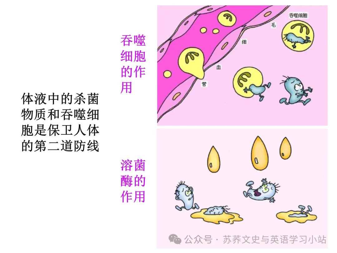 初中中考用生物学插图(摘自百度)-第43张图片-四季读书网