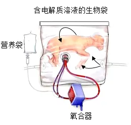 2025年苏州中考生物真题与答案-第14张图片-四季读书网 2025年苏州中考生物真题与答案-第14张图片-四季读书网