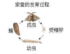 2025年苏州中考生物真题与答案-第15张图片-四季读书网 2025年苏州中考生物真题与答案-第15张图片-四季读书网