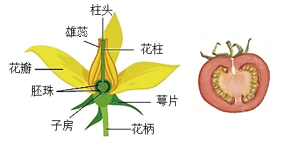 2025年苏州中考生物真题与答案-第16张图片-四季读书网 2025年苏州中考生物真题与答案-第16张图片-四季读书网