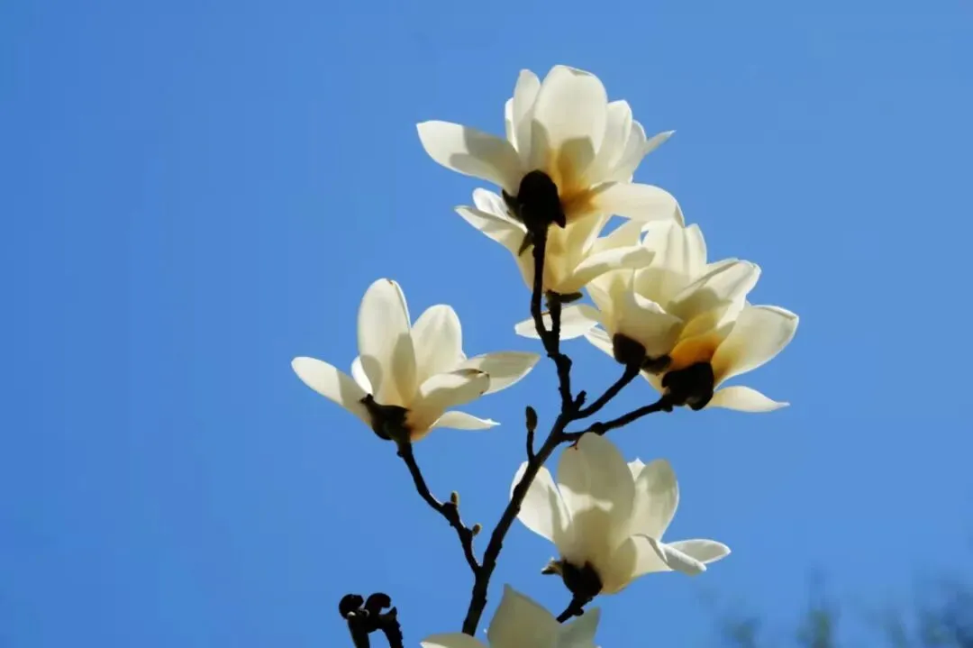 【中考作文】画一幅青春自画像-第2张图片-四季读书网
