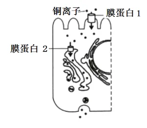 生物高考真题 | 2022年高考生物真题(重庆卷)-第2张图片-四季读书网