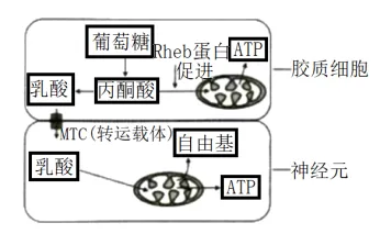 生物高考真题 | 2022年高考生物真题(重庆卷)-第3张图片-四季读书网