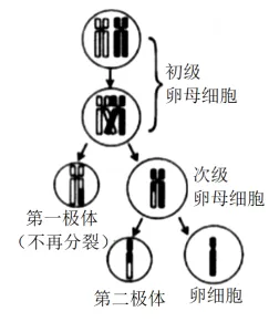 生物高考真题 | 2022年高考生物真题(重庆卷)-第10张图片-四季读书网
