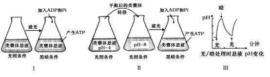 生物高考真题 | 2022年高考生物真题(重庆卷)-第12张图片-四季读书网