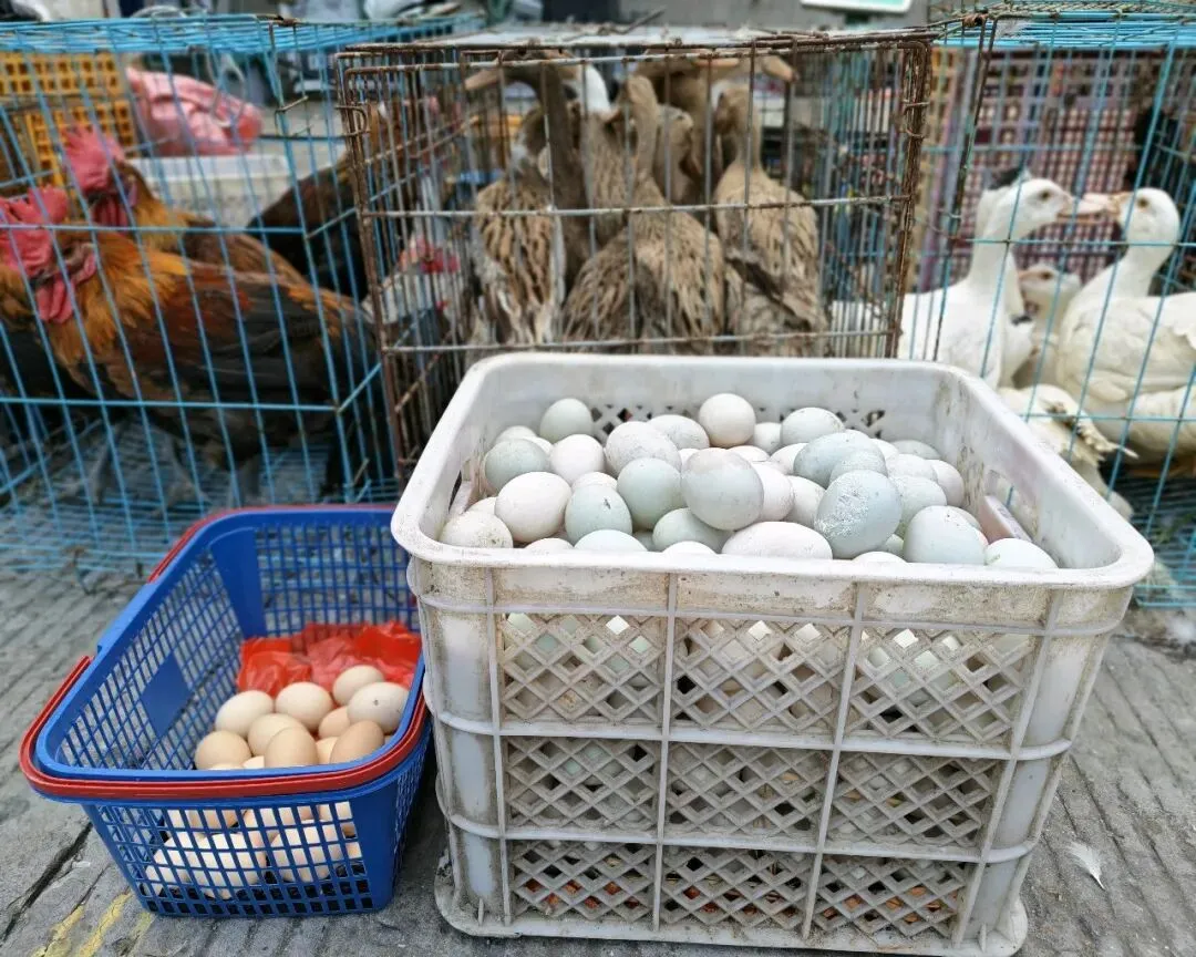八月初三玉环楚门九头赶集|＂法困高＂的老人家们5点抢鸡,我花费64元拎到手沉-第8张图片-四季读书网