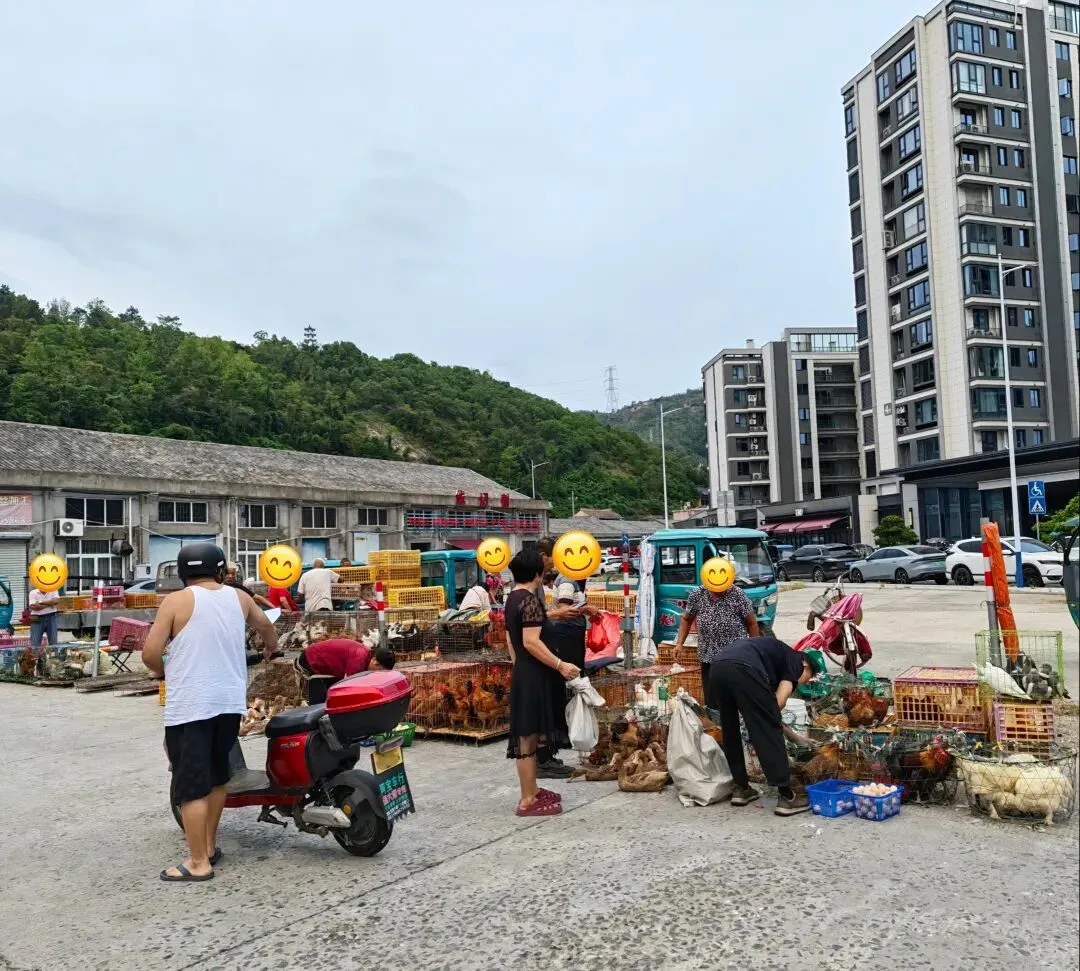 八月初三玉环楚门九头赶集|＂法困高＂的老人家们5点抢鸡,我花费64元拎到手沉-第9张图片-四季读书网