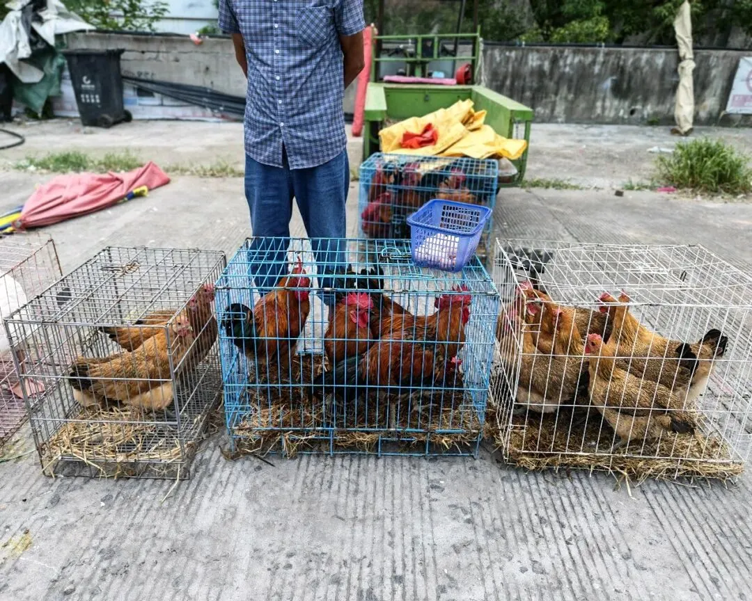 八月初三玉环楚门九头赶集|＂法困高＂的老人家们5点抢鸡,我花费64元拎到手沉-第10张图片-四季读书网