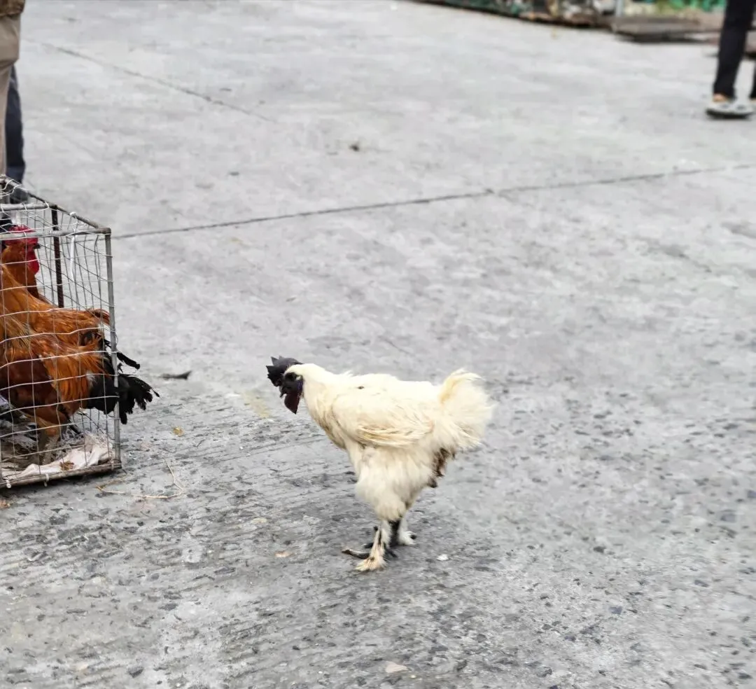 八月初三玉环楚门九头赶集|＂法困高＂的老人家们5点抢鸡,我花费64元拎到手沉-第11张图片-四季读书网