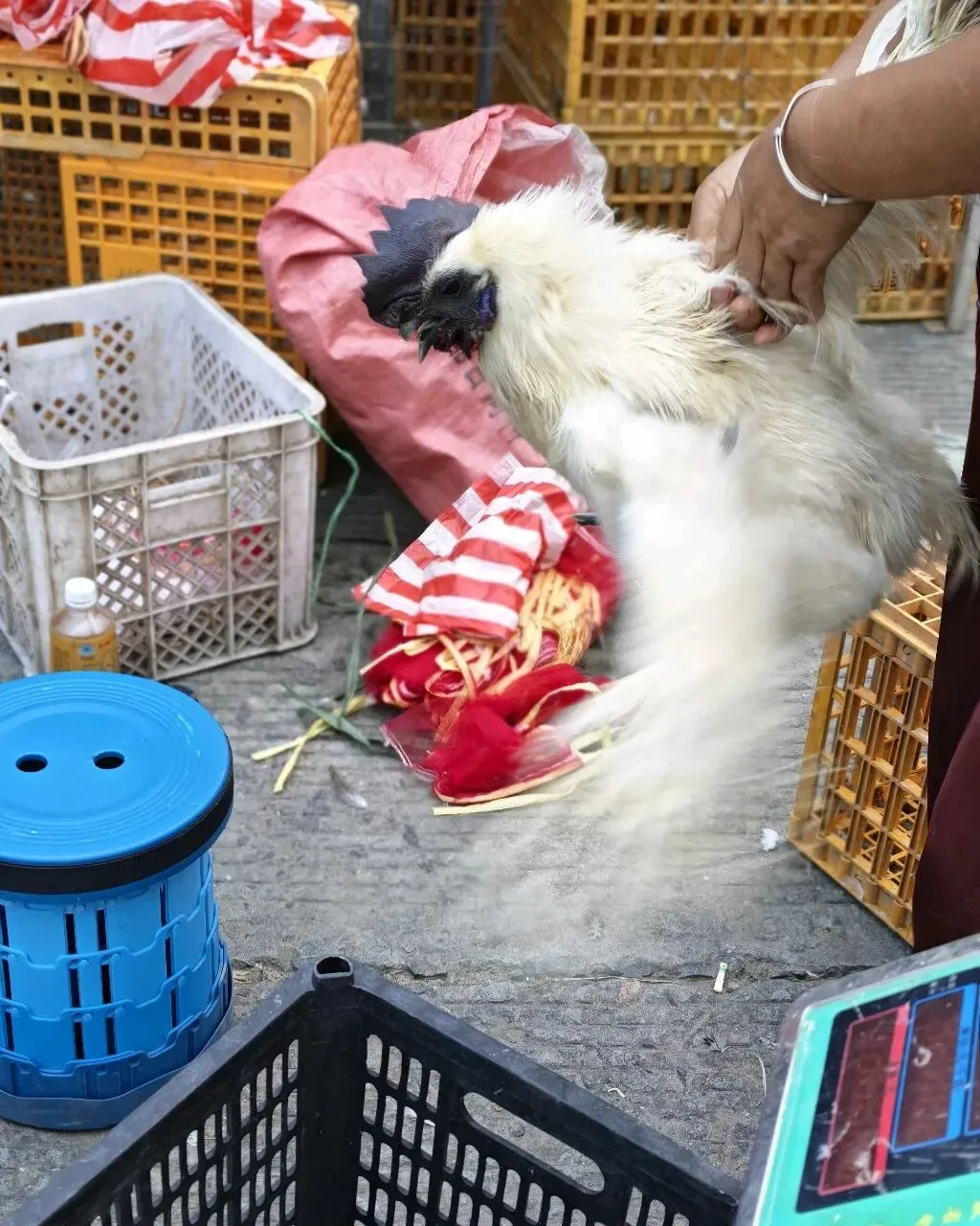 八月初三玉环楚门九头赶集|＂法困高＂的老人家们5点抢鸡,我花费64元拎到手沉-第13张图片-四季读书网