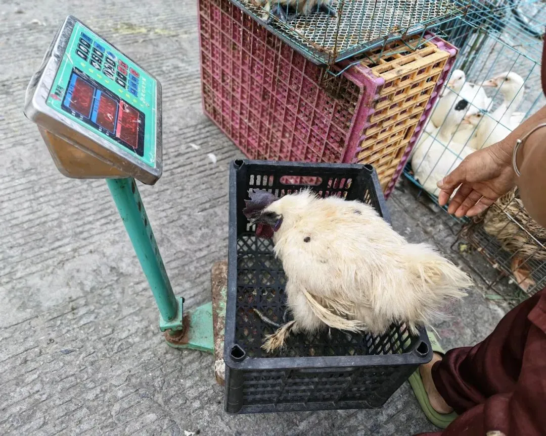 八月初三玉环楚门九头赶集|＂法困高＂的老人家们5点抢鸡,我花费64元拎到手沉-第14张图片-四季读书网
