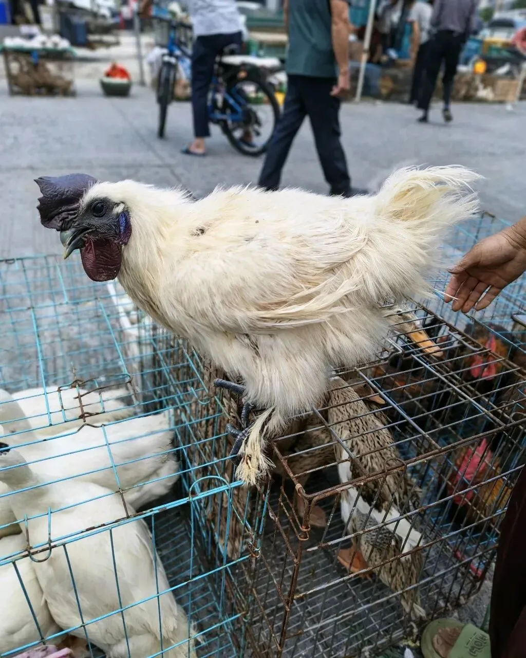 八月初三玉环楚门九头赶集|＂法困高＂的老人家们5点抢鸡,我花费64元拎到手沉-第15张图片-四季读书网