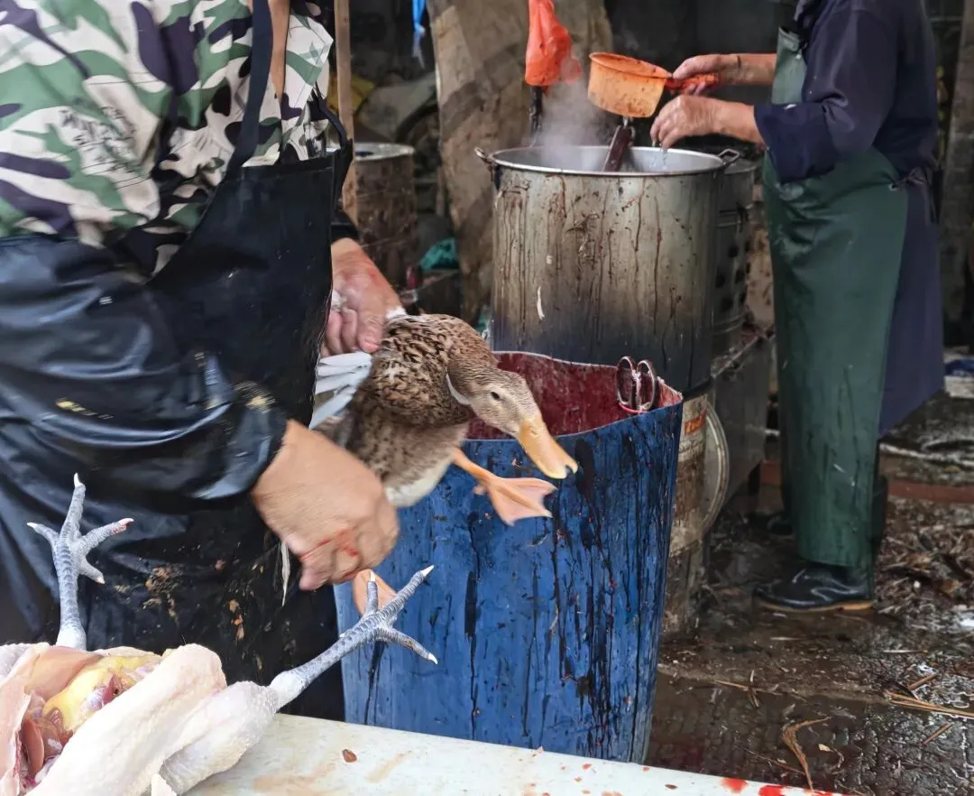 八月初三玉环楚门九头赶集|＂法困高＂的老人家们5点抢鸡,我花费64元拎到手沉-第17张图片-四季读书网
