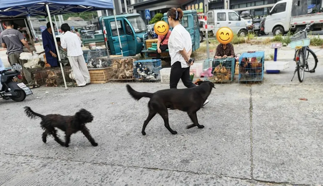 八月初三玉环楚门九头赶集|＂法困高＂的老人家们5点抢鸡,我花费64元拎到手沉-第18张图片-四季读书网