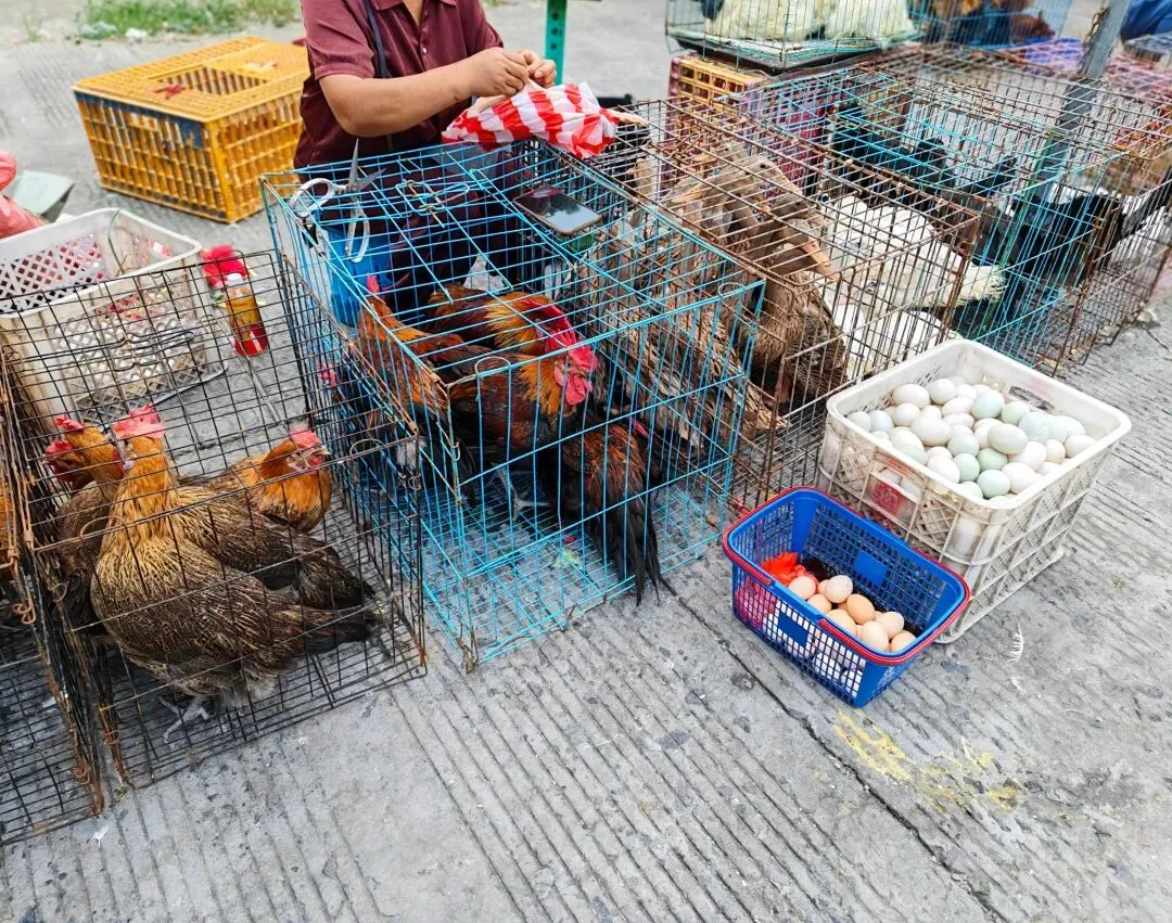 八月初三玉环楚门九头赶集|＂法困高＂的老人家们5点抢鸡,我花费64元拎到手沉-第23张图片-四季读书网