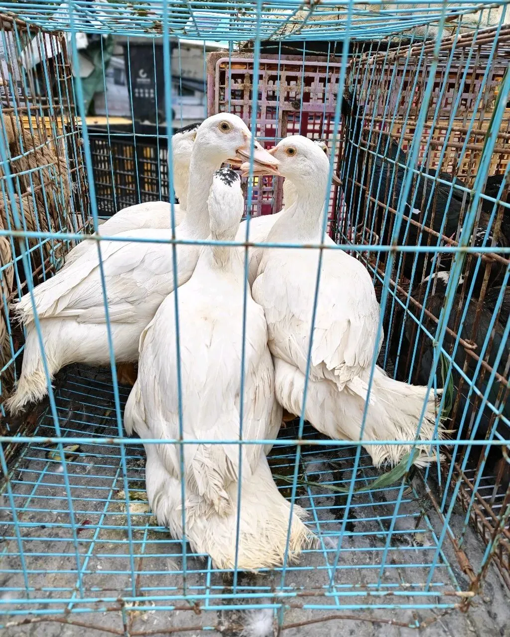 八月初三玉环楚门九头赶集|＂法困高＂的老人家们5点抢鸡,我花费64元拎到手沉-第24张图片-四季读书网