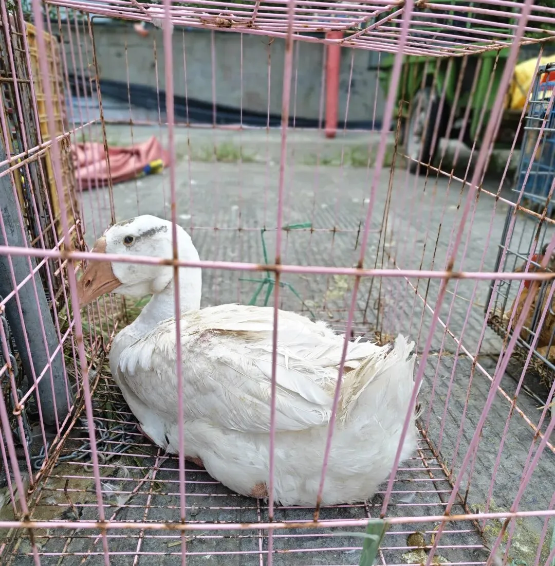 八月初三玉环楚门九头赶集|＂法困高＂的老人家们5点抢鸡,我花费64元拎到手沉-第25张图片-四季读书网