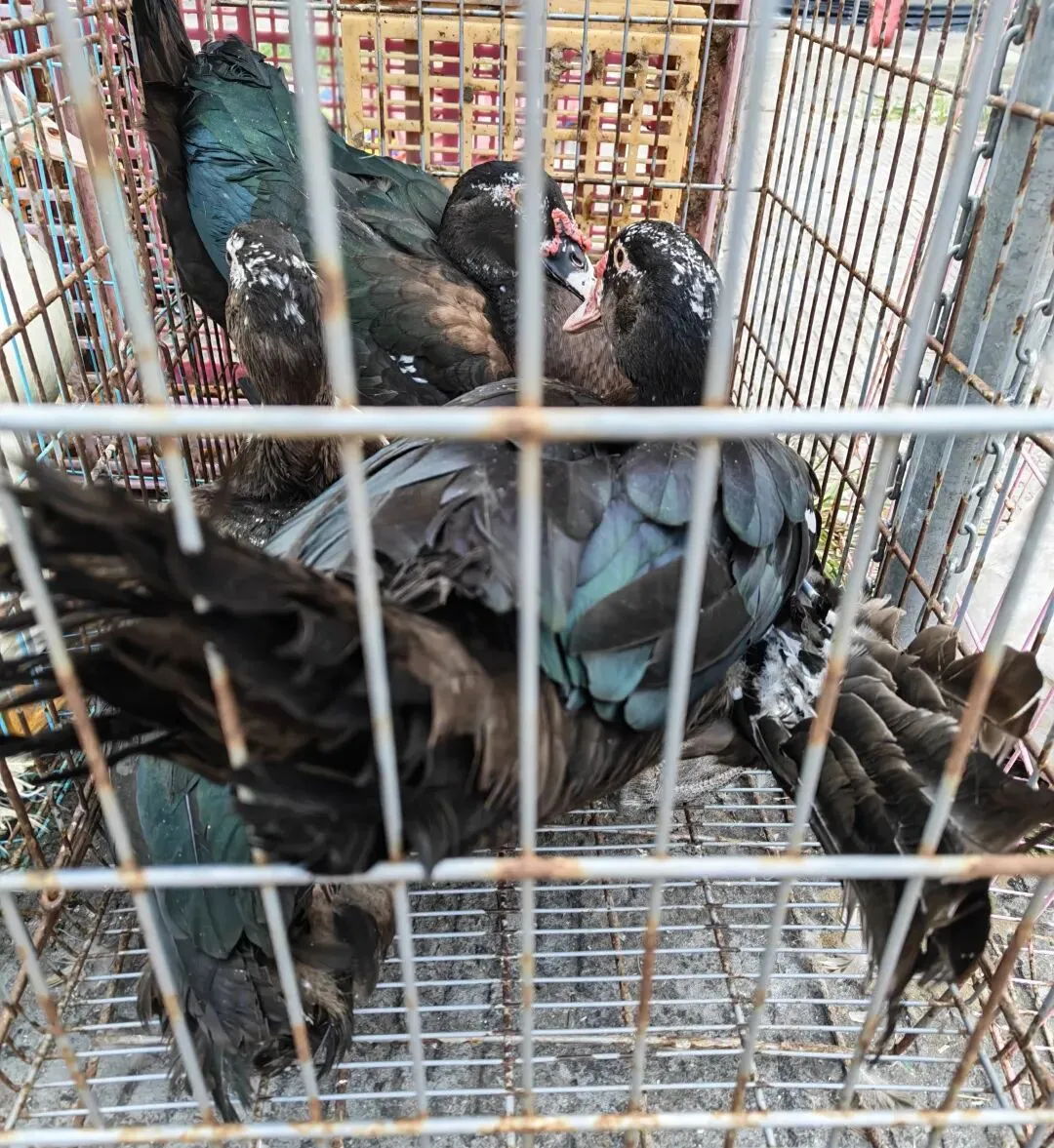 八月初三玉环楚门九头赶集|＂法困高＂的老人家们5点抢鸡,我花费64元拎到手沉-第26张图片-四季读书网