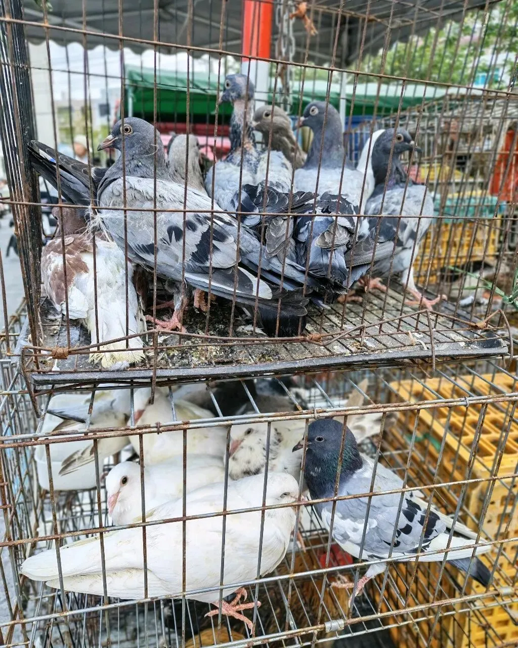 八月初三玉环楚门九头赶集|＂法困高＂的老人家们5点抢鸡,我花费64元拎到手沉-第27张图片-四季读书网