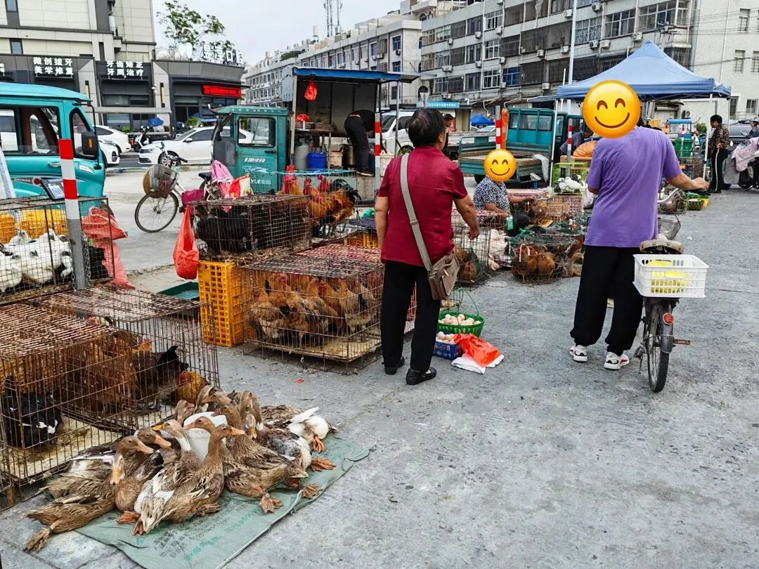 八月初三玉环楚门九头赶集|＂法困高＂的老人家们5点抢鸡,我花费64元拎到手沉-第28张图片-四季读书网