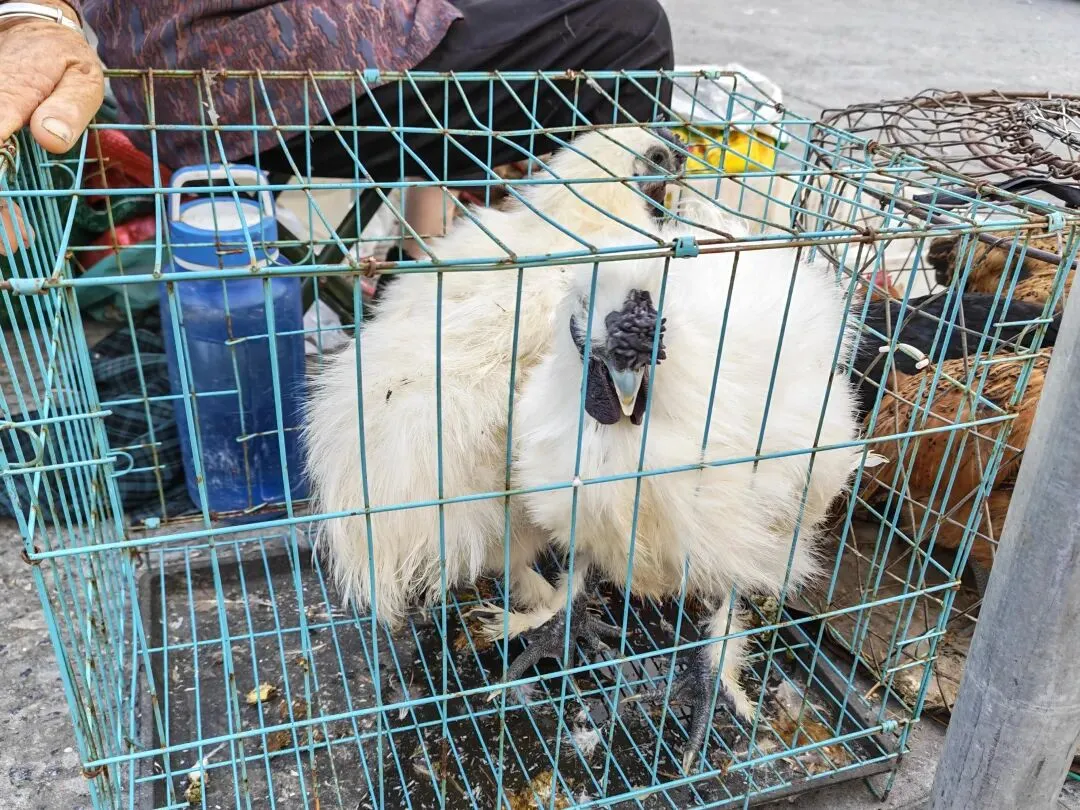 八月初三玉环楚门九头赶集|＂法困高＂的老人家们5点抢鸡,我花费64元拎到手沉-第32张图片-四季读书网