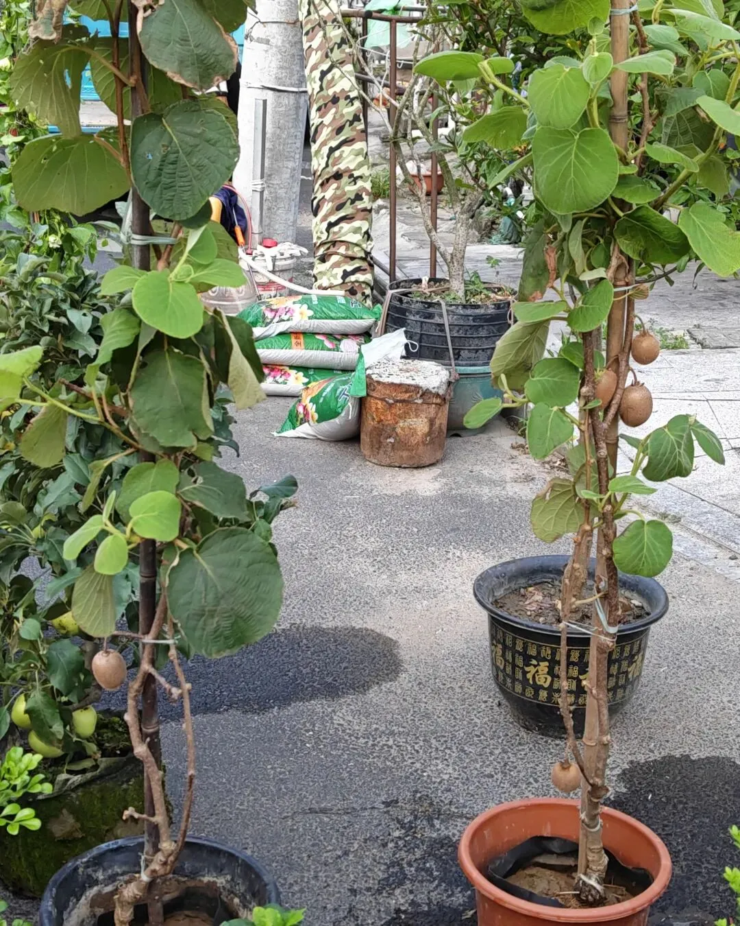 八月初三玉环楚门九头赶集|＂法困高＂的老人家们5点抢鸡,我花费64元拎到手沉-第46张图片-四季读书网