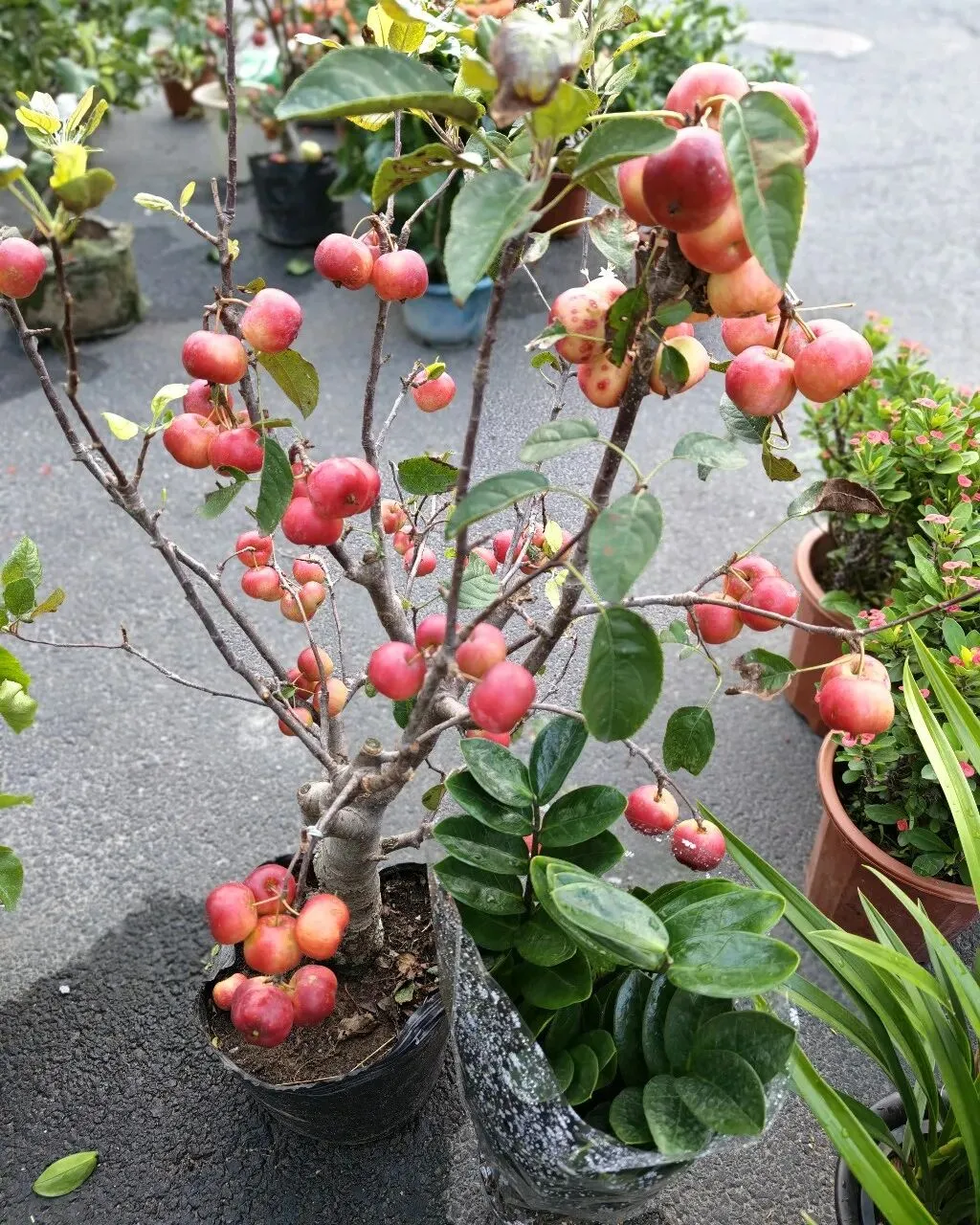 八月初三玉环楚门九头赶集|＂法困高＂的老人家们5点抢鸡,我花费64元拎到手沉-第49张图片-四季读书网