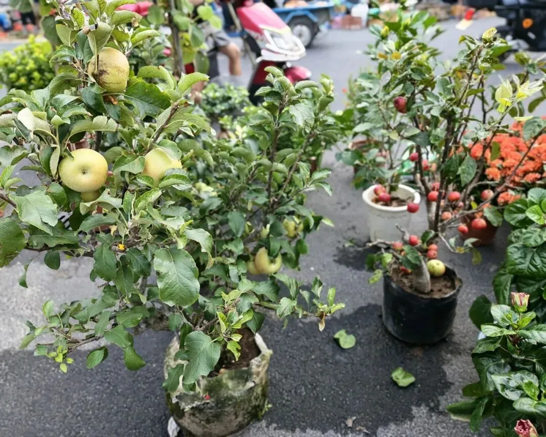 八月初三玉环楚门九头赶集|＂法困高＂的老人家们5点抢鸡,我花费64元拎到手沉-第50张图片-四季读书网