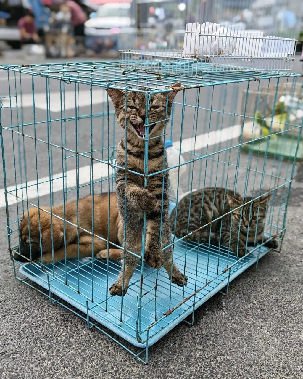 八月初三玉环楚门九头赶集|＂法困高＂的老人家们5点抢鸡,我花费64元拎到手沉-第54张图片-四季读书网