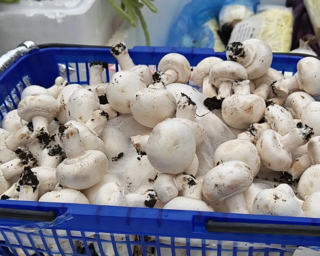八月初三玉环楚门九头赶集|＂法困高＂的老人家们5点抢鸡,我花费64元拎到手沉-第78张图片-四季读书网