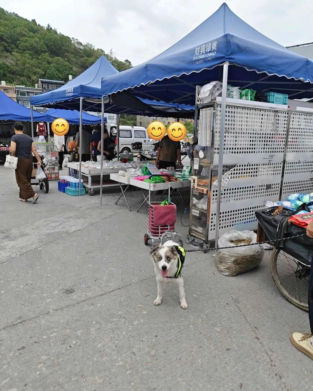 八月初三玉环楚门九头赶集|＂法困高＂的老人家们5点抢鸡,我花费64元拎到手沉-第91张图片-四季读书网