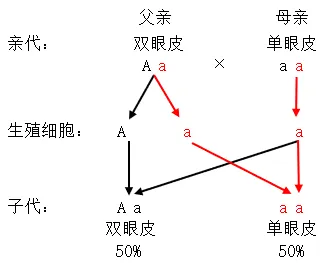 2025齐齐哈尔生物中考真题与答案-第9张图片-四季读书网