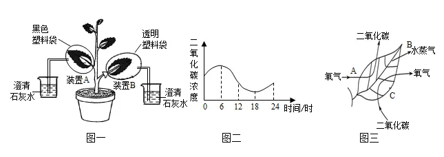 2025齐齐哈尔生物中考真题与答案-第11张图片-四季读书网