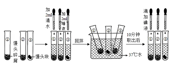 2025齐齐哈尔生物中考真题与答案-第13张图片-四季读书网